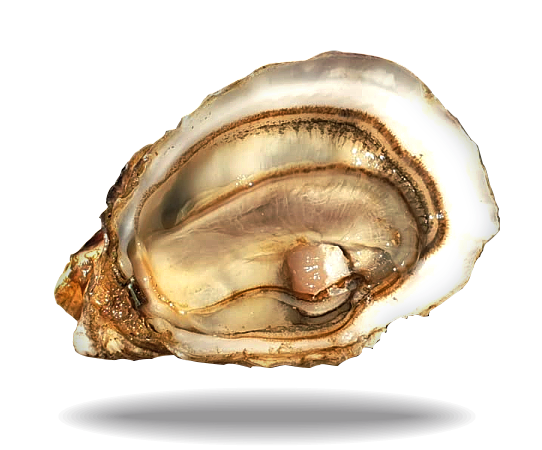 oyster fine de claire | Lambert producteur de Marennes Oleron