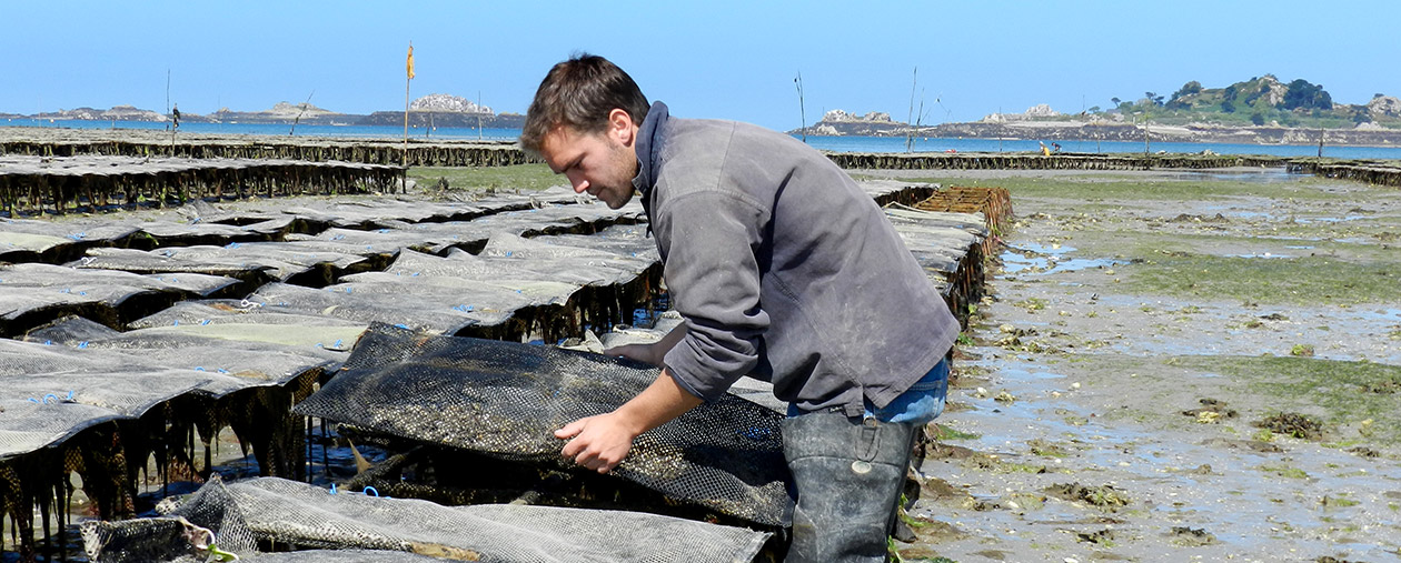 Work in oyster parks | Lambert producteur de Marennes Oleron