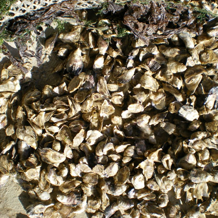 Oyster Spat | Lambert producteur de Marennes Oleron